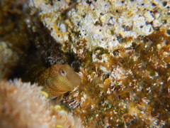 Microlipophrys canevae