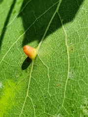 Harmandiola globuli