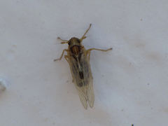 Laodelphax striatella