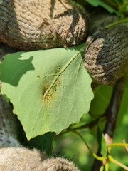 Harmandiola globuli