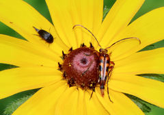 Strangalia sexnotata