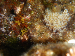 Microlipophrys canevae