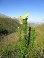 Euryops pinnatipartitus