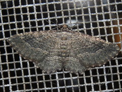 Chrysolarentia squamulata