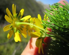Euryops pinnatipartitus