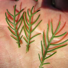 Euryops pinnatipartitus