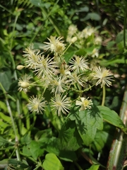 Clematis apiifolia