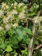 Clematis apiifolia