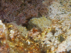 Microlipophrys canevae