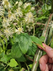 Clematis apiifolia
