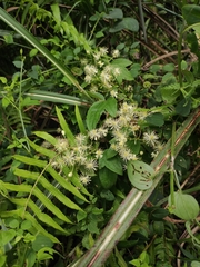 Clematis apiifolia