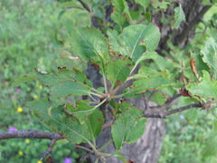 Malus orientalis