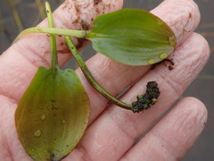 Potamogeton suboblongus