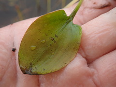 Potamogeton suboblongus