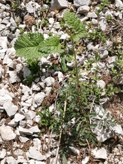 Scrophularia juratensis