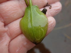 Potamogeton suboblongus