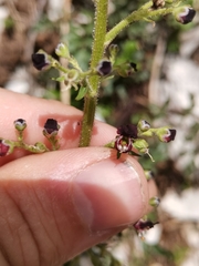 Scrophularia juratensis
