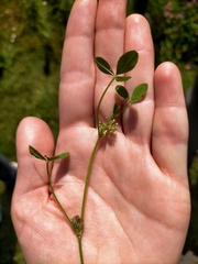 Trifolium cernuum