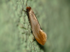 Argyresthiidae