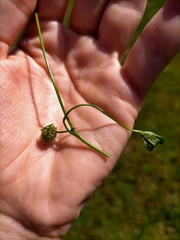 Trifolium cernuum