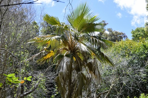 Pritchardia napaliensis