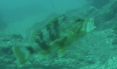 Helicolenus percoides