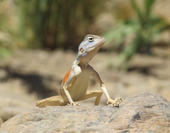 Pseudotrapelus jensvindumi