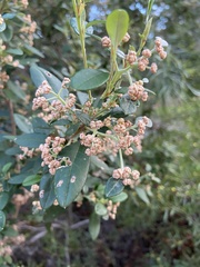 Spyridium globulosum