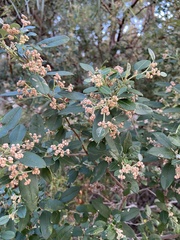 Spyridium globulosum