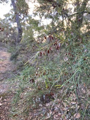 Bossiaea linophylla