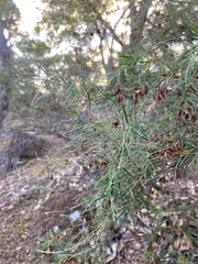 Bossiaea linophylla