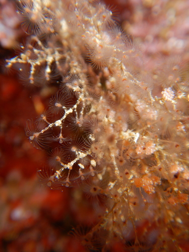 Representative image of Eudendrium racemosum