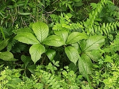 Chloranthus serratus