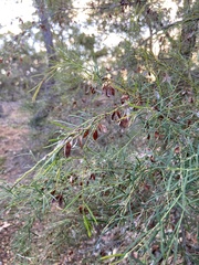 Bossiaea linophylla