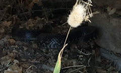 Hierophis viridiflavus