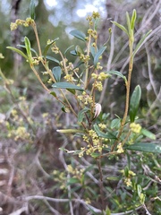 Trymalium ledifolium