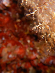 Eudendrium racemosum