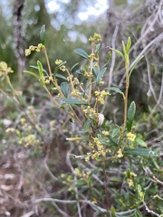 Trymalium ledifolium