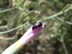 Divales bipustulatus