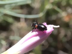 Divales bipustulatus