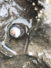 Steromphala umbilicalis