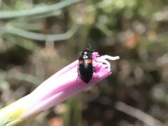 Divales bipustulatus