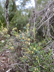 Trymalium ledifolium