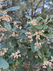 Spyridium globulosum