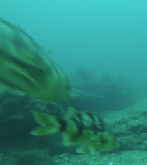 Helicolenus percoides