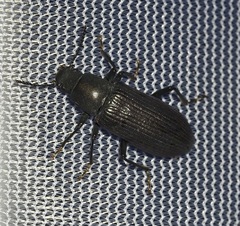 Xylopinus saperdoides