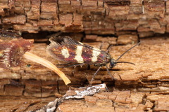 Micropterix aureatella