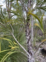 Persoonia longifolia