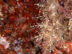 Eudendrium racemosum