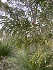 Persoonia longifolia